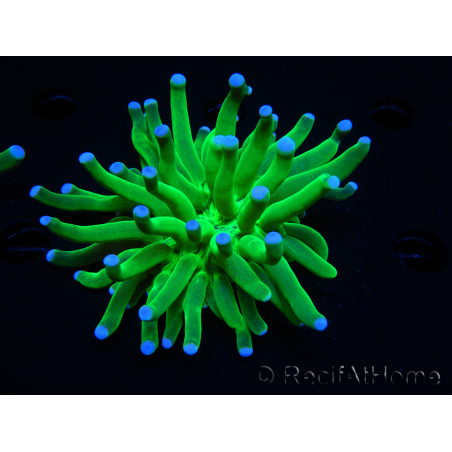WYSIWYG- Heliofungia actiniformis Purple 3 (8 cm)