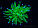 WYSIWYG- Heliofungia actiniformis Púrpura 3 (8 cm)