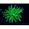 WYSIWYG- Heliofungia actiniformis Púrpura 3 (8 cm)