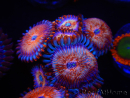 WYSIWYG - Zoanthus Seduction 2J5
