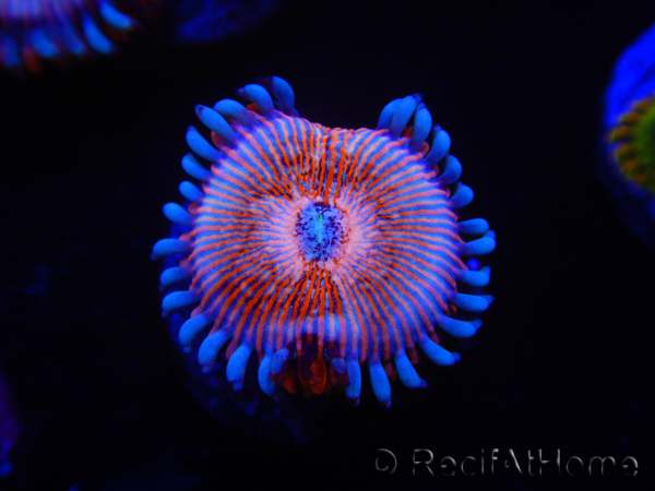 WYSIWYG - Zoanthus Seduction 2J10
