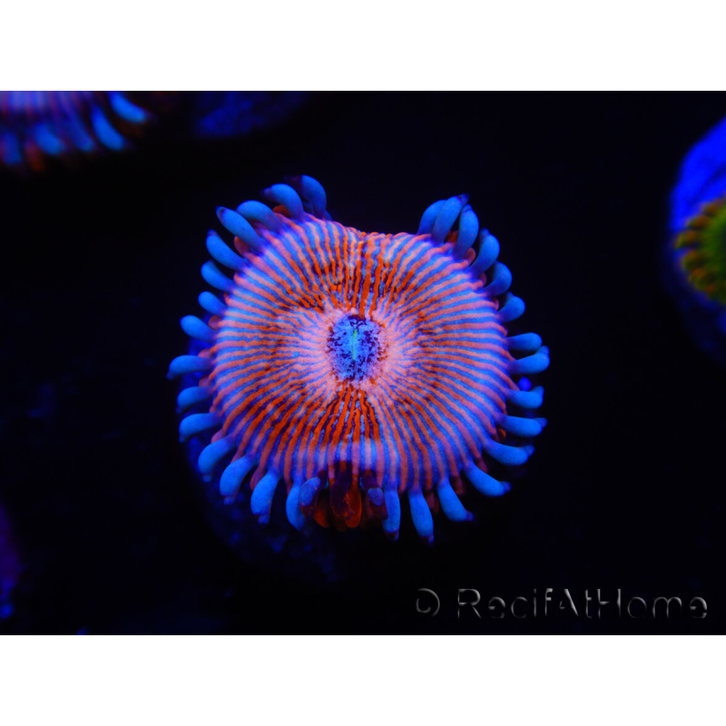WYSIWYG - Zoanthus Seduction 2J10