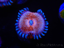 WYSIWYG - Zoanthus Seduction 2J10