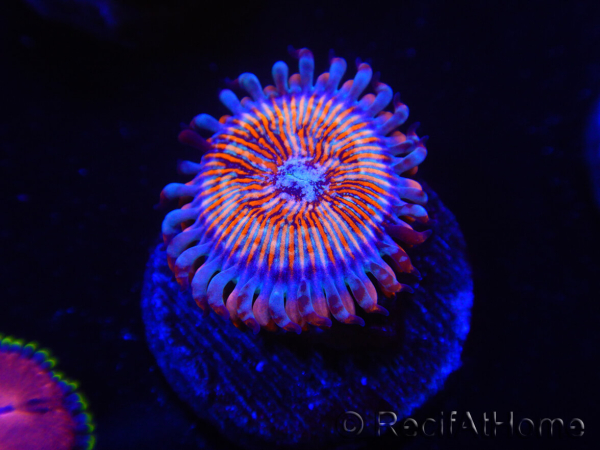 WYSIWYG - Zoanthus Seduction 2J11