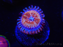 WYSIWYG - Zoanthus Seduction 2J11