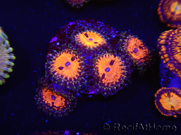 WYSIWYG - WWC Zoanthus Blood Sucker 2P2