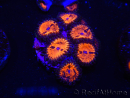WYSIWYG - WWC Zoanthus Blood Sucker 2P4