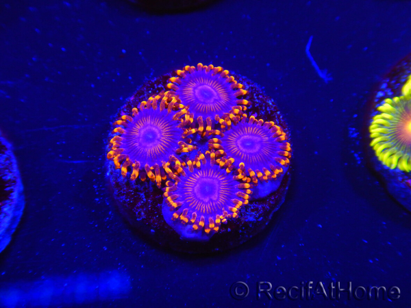 WYSIWYG - WWC Zoanthus Twizzler 2R5