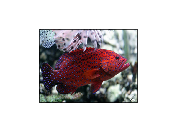 Cephalopholis miniata