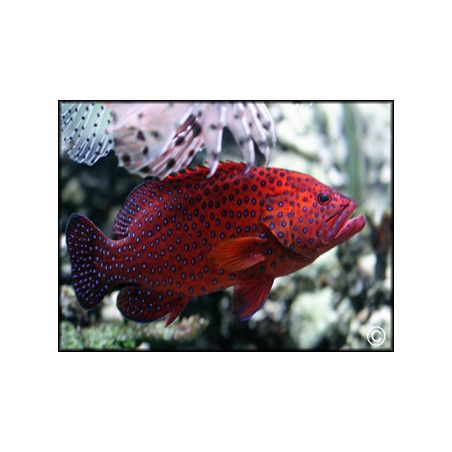 Cephalopholis miniata