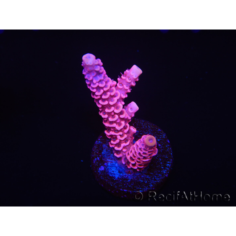 WYSIWYG RAH Acropora millepora Pink Panther 5J1