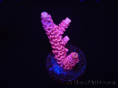 WYSIWYG RAH Acropora millepora Pink Panther 5J1