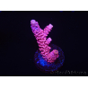 WYSIWYG RAH Acropora millepora Pink Panther 5J1