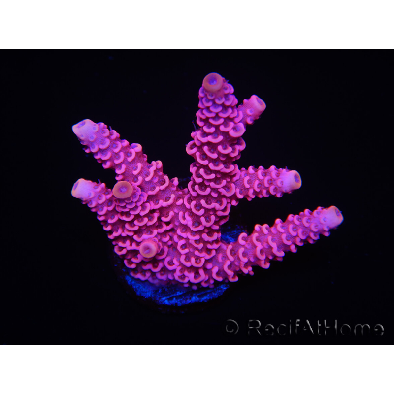 WYSIWYG RAH Acropora millepora Pink Panther 5J2