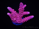 WYSIWYG RAH Acropora millepora Pink Panther 5J2