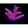 WYSIWYG RAH Acropora millepora Pink Panther 5J2