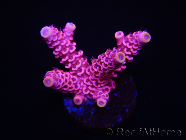 WYSIWYG RAH Acropora millepora Pink Panther 5J3