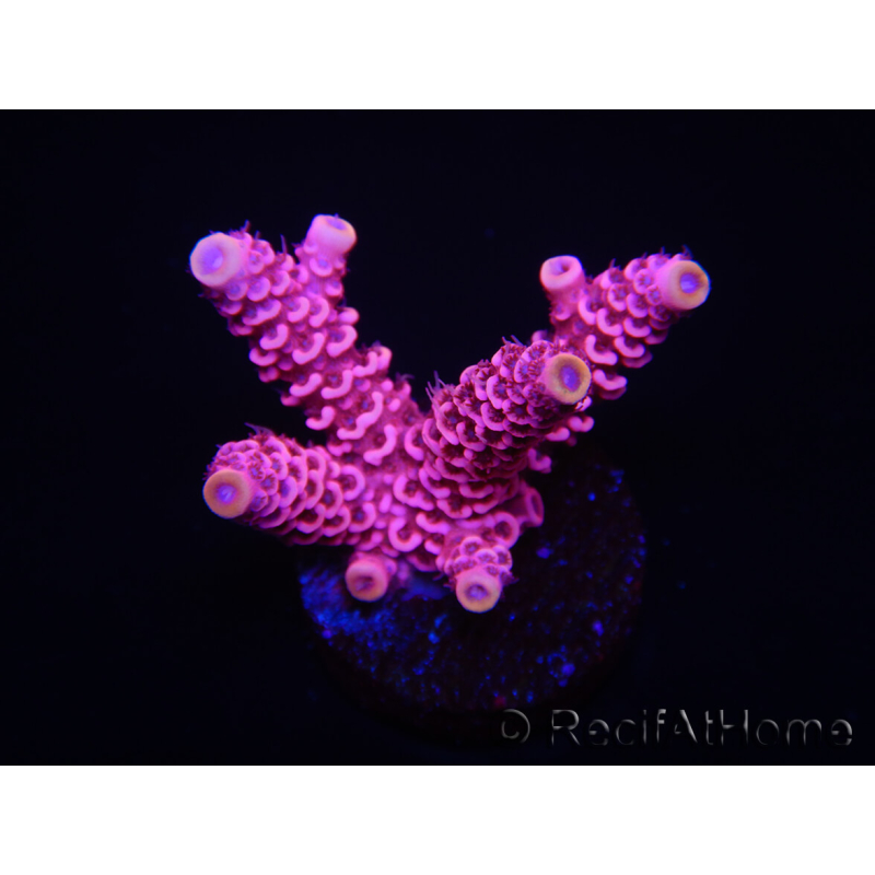 WYSIWYG RAH Acropora millepora Pink Panther 5J3