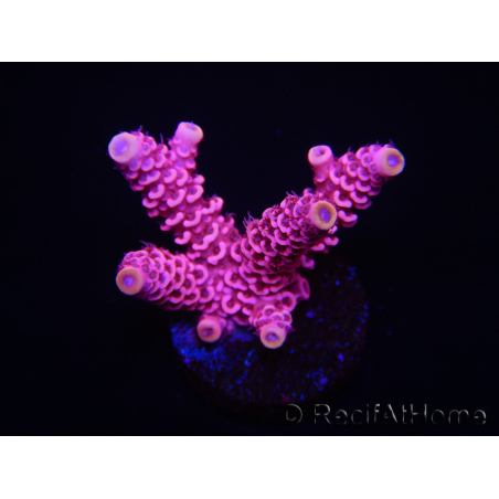 WYSIWYG RAH Acropora millepora Pink Panther 5J3