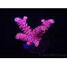 WYSIWYG RAH Acropora millepora Pink Panther 5J3