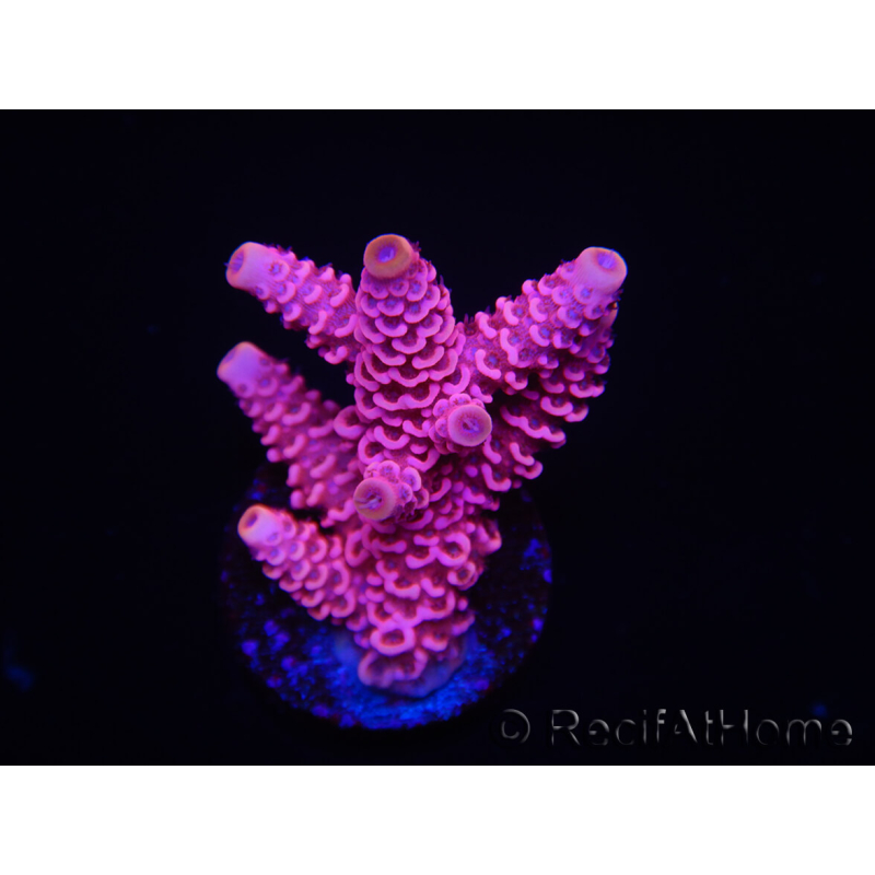 WYSIWYG RAH Acropora millepora Pink Panther 5J4