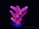 WYSIWYG RAH Acropora millepora Pink Panther 5J4
