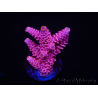 WYSIWYG RAH Acropora millepora Pink Panther 5J4