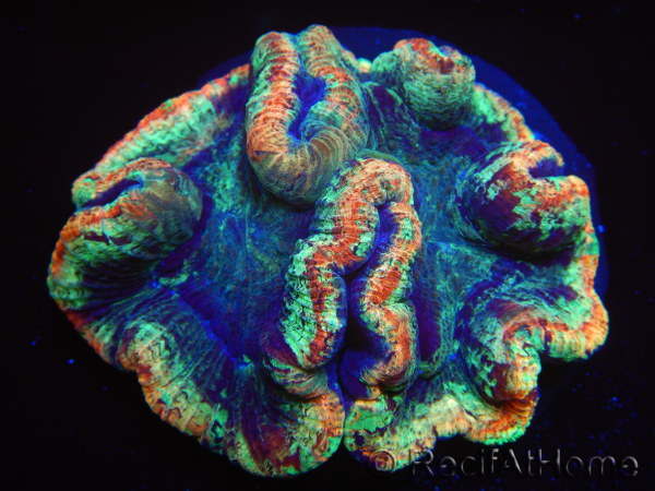 WYSIWYG Trachyphyllia geoffreyi 17 (Skeleton 5 cm/ Open 8 cm)