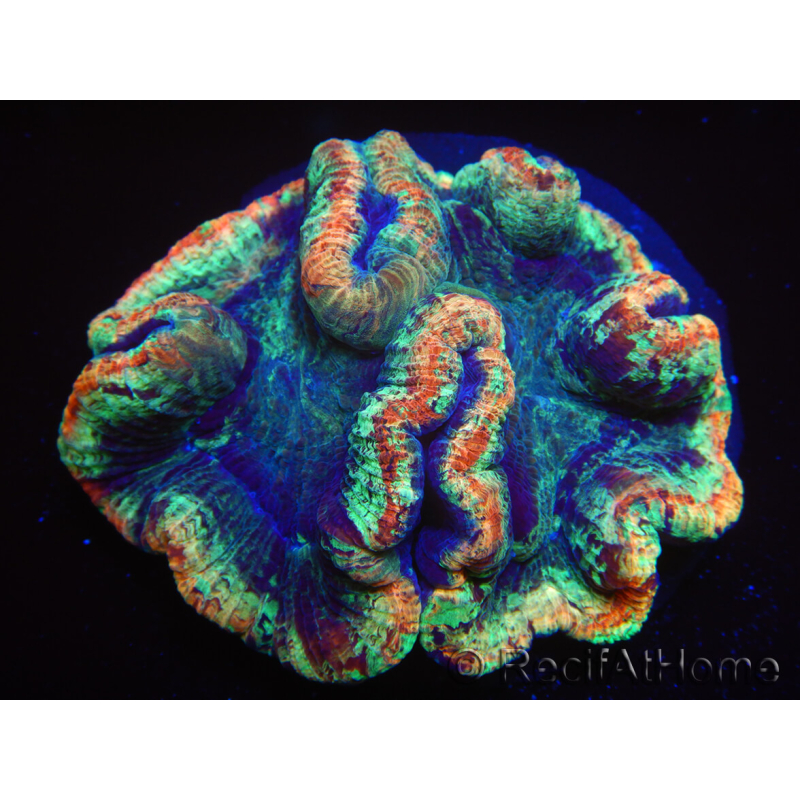 WYSIWYG Trachyphyllia geoffreyi 17 (Skeleton 5 cm/ Open 8 cm)
