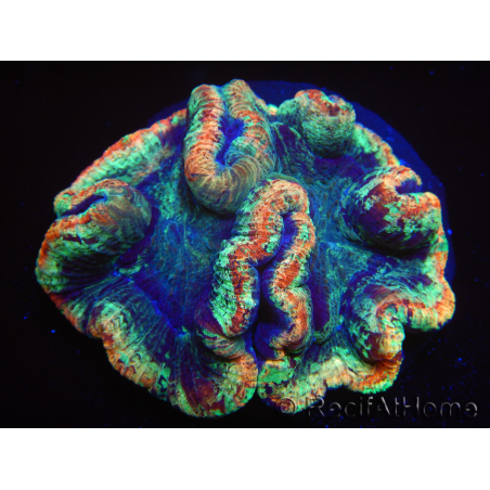 WYSIWYG Trachyphyllia geoffreyi 17 (Skeleton 5 cm/ Open 8 cm)