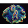 WYSIWYG Trachyphyllia geoffreyi E1 (Skeleton 5 cm / Open 8 cm)