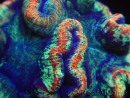WYSIWYG Trachyphyllia geoffreyi E1 (Esqueleto 5 cm/ Abierto 8 cm)