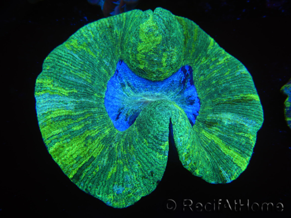 WYSIWYG Trachyphyllia geoffreyi E2 (4 cm)