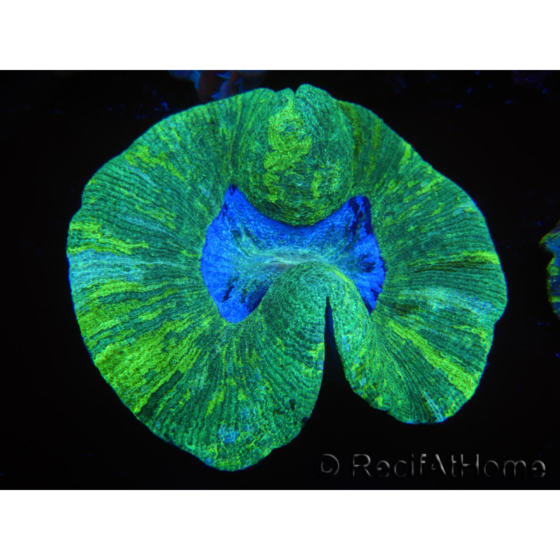 WYSIWYG Trachyphyllia geoffreyi E2 (4 cm)