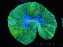 WYSIWYG Trachyphyllia geoffreyi E2 (4 cm)