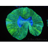 WYSIWYG Trachyphyllia geoffreyi E2 (4 cm)