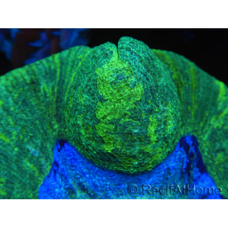 WYSIWYG Trachyphyllia geoffreyi E2 (4 cm)