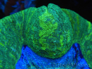 WYSIWYG Trachyphyllia geoffreyi E2 (4 cm)