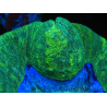 WYSIWYG Trachyphyllia geoffreyi E2 (4 cm)