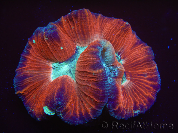 WYSIWYG Trachyphyllia geoffreyi E3 (5 cm)