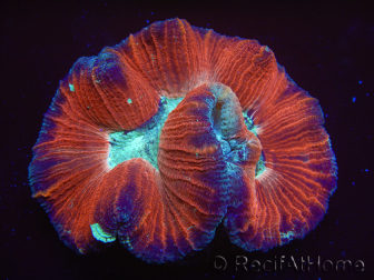 WYSIWYG Trachyphyllia geoffreyi 19 (5 cm)