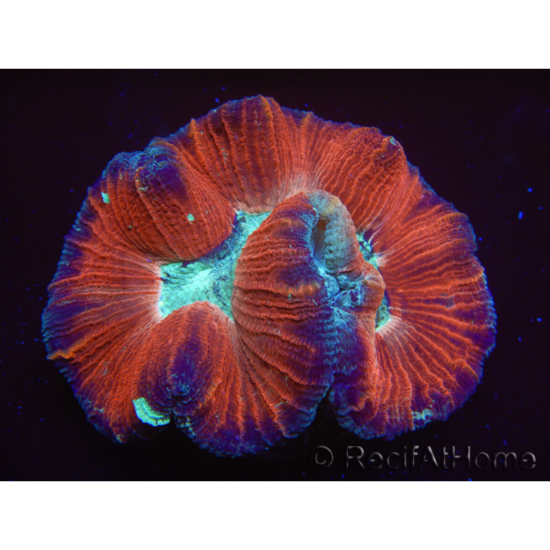 WYSIWYG Trachyphyllia geoffreyi E3 (5 cm)