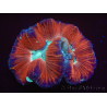 WYSIWYG Trachyphyllia geoffreyi E3 (5 cm)