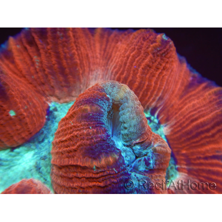 WYSIWYG Trachyphyllia geoffreyi 19 (5 cm)
