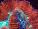 WYSIWYG Trachyphyllia geoffreyi E3 (5 cm)