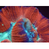 WYSIWYG Trachyphyllia geoffreyi 19 (5 cm)