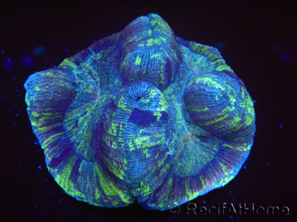WYSIWYG Trachyphyllia geoffreyi 20 (5.5 cm)