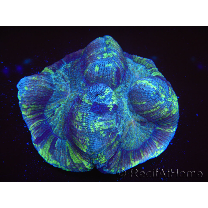 WYSIWYG Trachyphyllia geoffreyi 20 (5.5 cm)