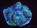 WYSIWYG Trachyphyllia geoffreyi E4 (5,5 cm)