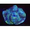 WYSIWYG Trachyphyllia geoffreyi E4 (5.5 cm)